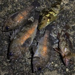 やっと春を告げてくれた